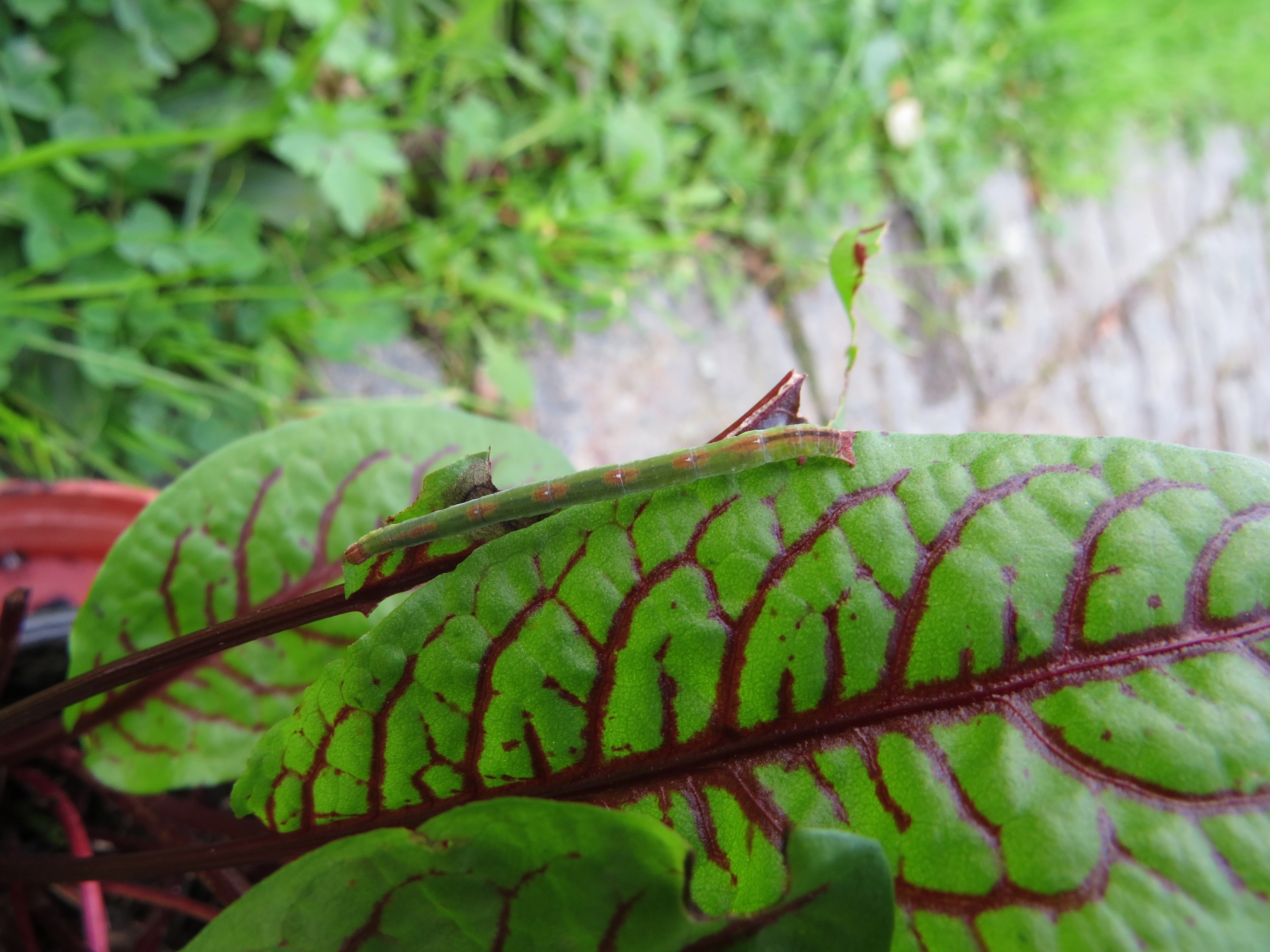 roodstreepspanner Ruben Meert, kweek, rumex species IMG_3856.JPG